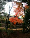 kouyou_dazaifu_20x25_2018_12_2.jpg (130426 oCg)