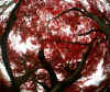 kouyou_dazaifu_25x25_2018_12_2.jpg (178275 oCg)