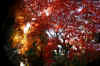 kouyou_dazaifu_2x25_2018_12_2.jpg (198600 oCg)