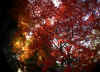 kouyou_dazaifu_3x25_2018_12_2.jpg (187795 oCg)