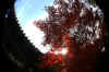 kouyou_dazaifu_4x25_2018_12_2.jpg (155456 oCg)