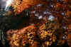 kouyou_dazaifu_5x25_2018_12_2.jpg (162340 oCg)