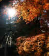 kouyou_dazaifu_6x25_2018_12_2.jpg (123120 oCg)