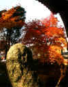 kouyou_dazaifu_7x25_2018_12_2.jpg (139953 oCg)
