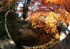 kouyou_dazaifu_8x25_2018_12_2.jpg (183378 oCg)
