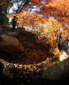 kouyou_dazaifu_9x25_2018_12_2.jpg (152842 oCg)