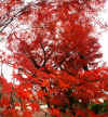 kouyou_dazaifu_kamado_26x25_2018_12_2.jpg (166683 oCg)