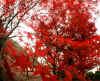 kouyou_dazaifu_kamado_27x25_2018_12_2.jpg (179089 oCg)