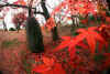 kouyou_dazaifu_kamado_29x25_2018_12_2.jpg (147962 oCg)