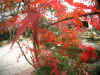 kouyou_dazaifu_kamado_35x25_2018_12_2.jpg (145246 oCg)