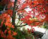 kouyou_dazaifu_kamado_42x25_2018_12_2.jpg (175592 oCg)
