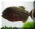 pirania_320.jpg (23429 �o�C�g)