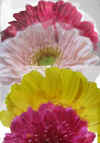 garbera_7x500.jpg (58325 �o�C�g)