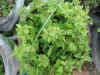 herb125x500.jpg (55255 �o�C�g)