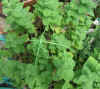 herb164x500.jpg (74500 �o�C�g)