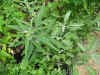 herb165x500.jpg (68081 �o�C�g)
