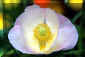 popy1_320.jpg (15931 �o�C�g)