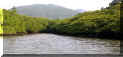iriomote_mangroubu_2_320.jpg (17738 �o�C�g)